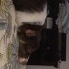 missyandbear